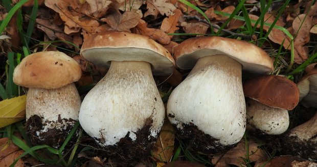 Jitka Krupková houby hledala v záplavě podzimního listí.