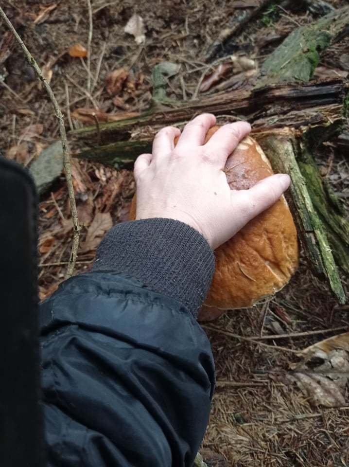 Aneta ze severních Čech se šla do lesa rozloučit s houbařskou sezónou. A tenhle parádní kus našla.