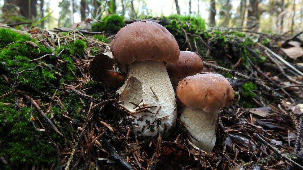 Jitka Krupková houby hledala v záplavě podzimního listí.