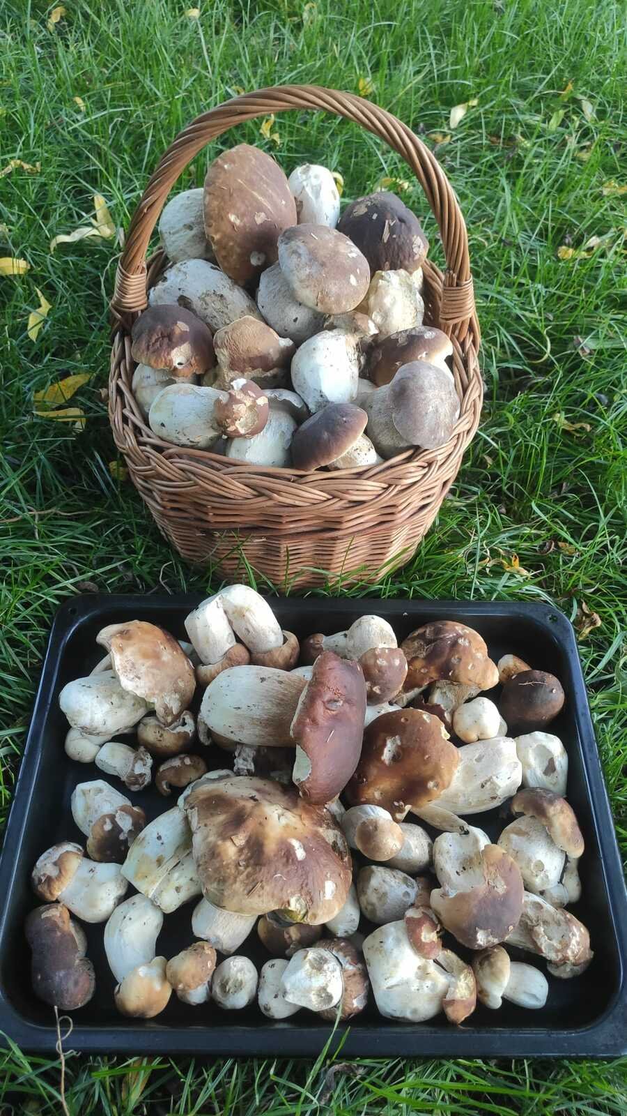 Alena Vávrová sbírá houby moc ráda.