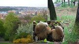 Houby rostou i v Praze: Za úlovky houbaři mohou vyrazit třeba na Petřín