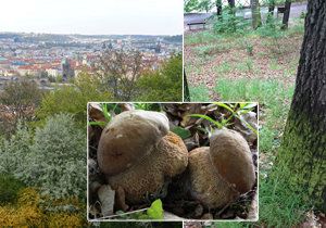 Houbaři z Prahy nemusí za hranice metropole. Hezké úlovky najdou i na území hlavního města.