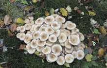 Konec babího léta: Jaké houby teď rostou a jaké bude počasí