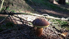 Blesk milovníkům hub přináší podrobný přehled, jak to s houbami po Česku vypadá.
