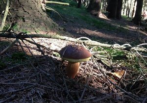 Takovou houbu byste nyní hledali v lese marně