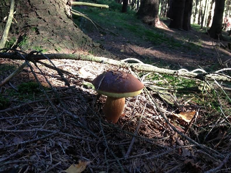 V Karlovarském kraji houby rostou. Žně jsou ale jen místy, sbírají se hříbky a podborováci