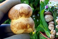 Pyšní houbaři se chlubí: Rostou! Mykolog poradil, kam se na houby vydat