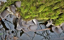 Zimní houbař Martin Kabát se nechtěně vykoupal: Pro hlívu i do rybníka 