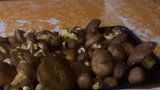 Je zima, ale houby už rostou! První „vlaštovky“ se objevily na Kolínsku