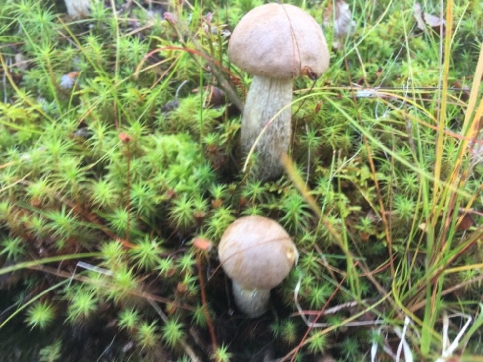 Velikost houby byla podle mykologa Libora Hejla zřejmě způsobená tím, že po suchu hodně zapršelo.