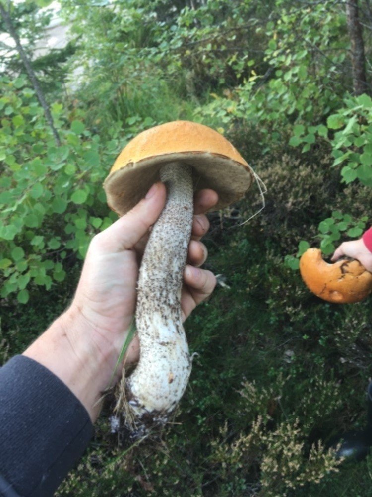 Velikost houby byla podle mykologa Libora Hejla zřejmě způsobená tím, že po suchu hodně zapršelo.