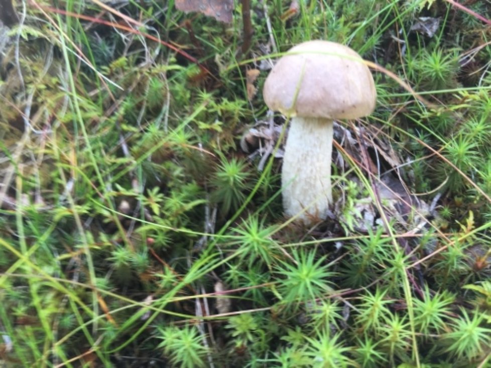 Velikost houby byla podle mykologa Libora Hejla zřejmě způsobená tím, že po suchu hodně zapršelo.