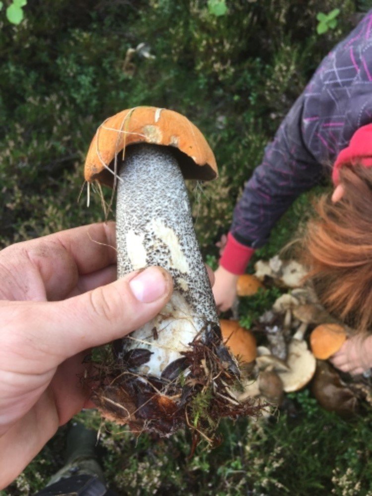 Velikost houby byla podle mykologa Libora Hejla zřejmě způsobená tím, že po suchu hodně zapršelo.