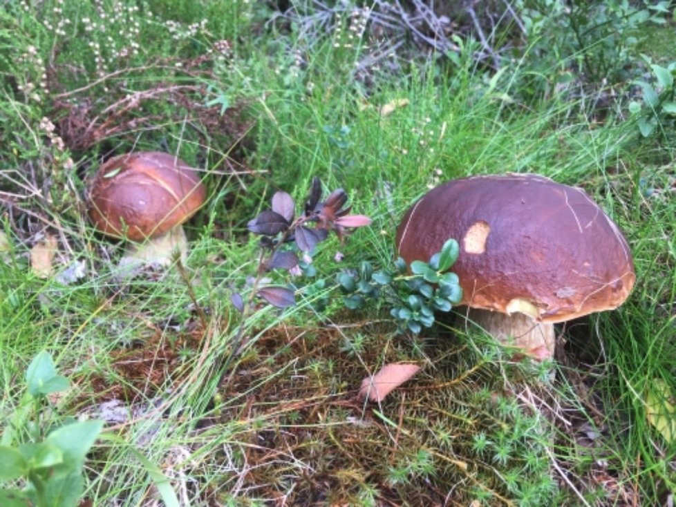 Velikost houby byla podle mykologa Libora Hejla zřejmě způsobená tím, že po suchu hodně zapršelo.