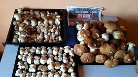 Tento důkaz, že houby rostou, poslali Marek Beran a Radka Kopecká.