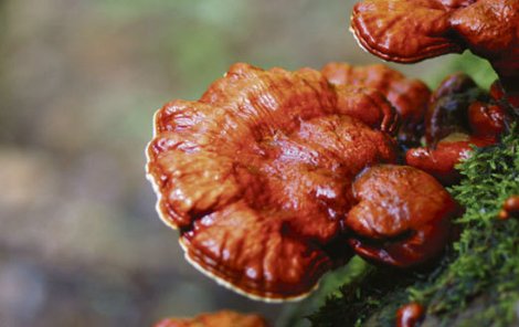 Tajemná houba s podivným názvem a magickými účinky - to je Reishi.