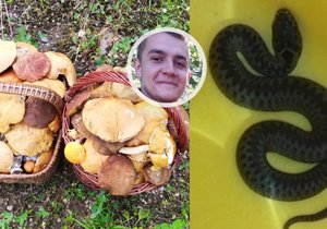 David Ježek si s houbami přinesl z lesa i zmiji.