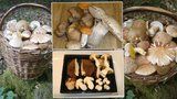Počasí už tahá houby ze země: Pozor na záměny, otravy i pokuty