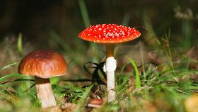 Atlas hub: Mykologové popisují nejčastější jedlé, nejedlé a jedovaté houby
