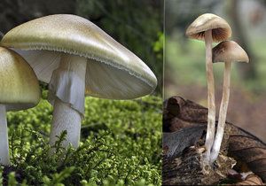 Pozor na jedovaté houby