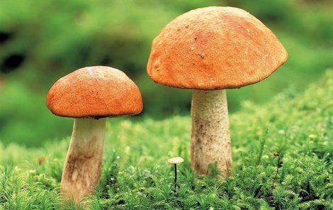 „Nejvíc hub v Česku je v tuto chvíli na Humpolecku a Havlíčkobrodsku,“ potvrdil mykolog Jiří Baier.