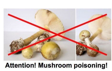 Plakát, který běžence upozorňuje, že některé houby jsou smrtelně jedovaté.
