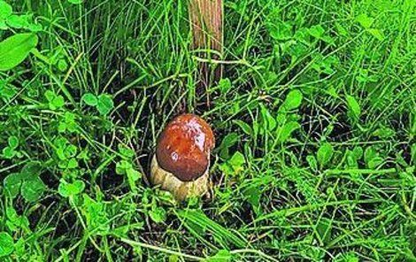 První letošní houba v hřibové rezervaci v obci Stachy je hřib smrkový.