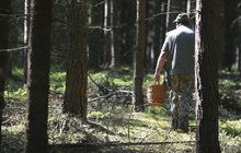 Houbařská sezona vrcholí: Nejzákeřnější houby Česka!