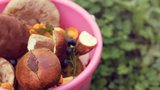 Sbíráte houby do igelitky nebo plastového kbelíku? Riskujete otravu 