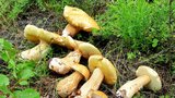 Počasí na houby: Rostou víc v Čechách, nebo na Moravě a co se teď sbírá? Šéf mykologů radí