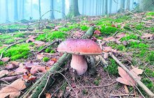 Radost houbaře ze Zlína: 8 kilo praváků, největší vážil tři čtvrtě kila