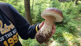 Na houby chodí s radostí a láskou. Manželé Krupkovi navzdory suchu přinesli ve středu z lesa pěkné kousky.