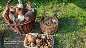 Jako po dešti, říká Jan Šťastný nda plnými košíky z Malé Morávky na Bruntálsku.