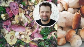 Mykolog Michal Mikšík se pozastavil nad houbovým šílenstvím, které aktuálně vládne v lese.