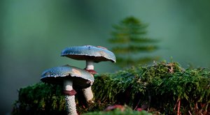 Pohled do světa: Houby nejsou "na houby"