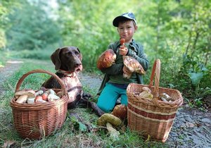 Václav Majkus (8) z Nového Jičína se učí poznávat houby od tří let. Sbírat umí!