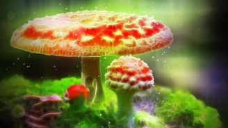 Magické houbičky jsou podle vědců bezpečnější než alkohol