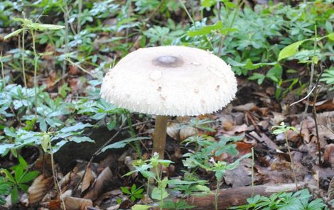 Podle mykoložky Anny Lepšové platí stejně jako v lese i na zahradách pravidlo sbírat jen houby, které stoprocentně rozeznáme.