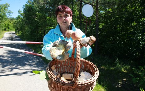 Křivoklátsko - Už rostou i masáky, ukazuje houbařka z Křivoklátska.