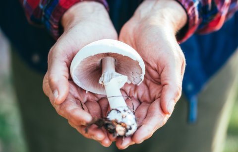 Nejjedovatější houba v Česku. Jak ji poznáte a jak rychle vás dokáže zabít?