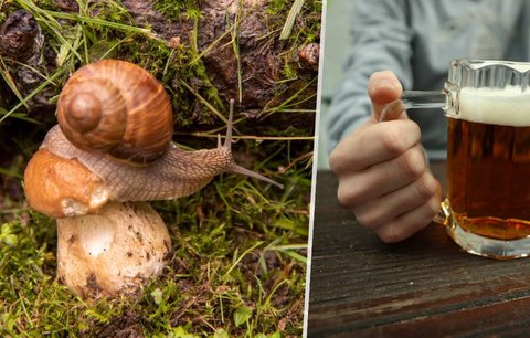 Smrtelně nebezpečné pověsti houbařů: Jen jedlé houby jsou ožrané od slimáků? A co pivečko ke smaženici?