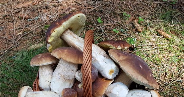 Sucho? Ani náhodou! Houbaři mají žně nejen na východě Čech