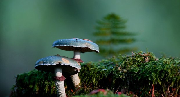 Pohled do světa: Houby nejsou "na houby"