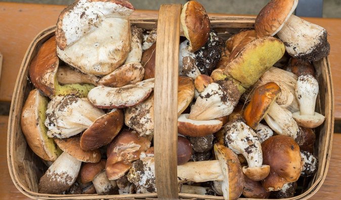 Máme mnohem více způsobů, jak houby usušit – v sušičce, v troubě nebo na radiátoru