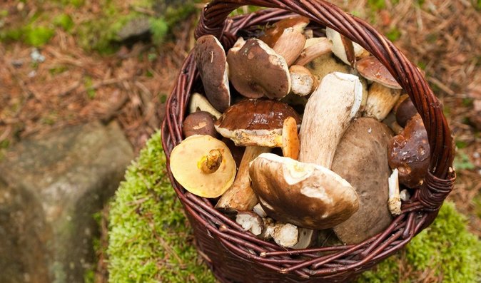 Houby obsahují mnoho důležitých vitaminů a živin. Houby obsahují mnoho důležitých vitaminů a živin.