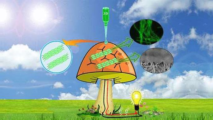 Bionické houby dokážou vyrábět čistou elektřinu