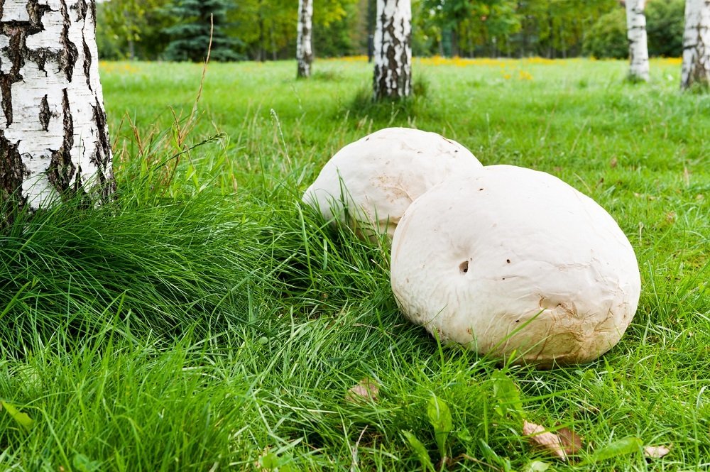 Vypadá jako bílý míč a je to velmi chutná houba, která patří do rodu pýchavek.