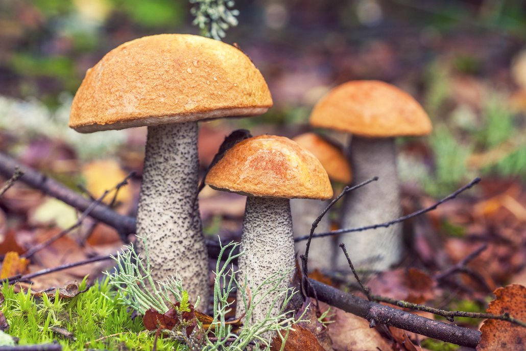 Křemenáče jsou skvělé houby, navíc skoro nečerviví.