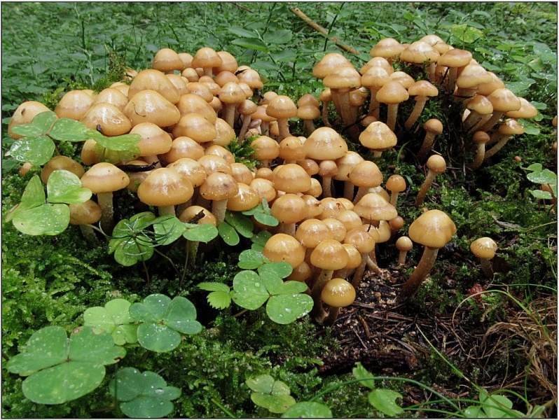 OPĚNKA MĚNLIVÁ, NOVOHRADSKÉ HORY: Velmi chutná houba, roste na pařezech. Kloboučky se používají do omáček a pod maso.