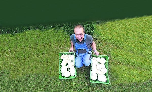 Jaroslav Kloc nasbíral u Kralup dvě plné přepravky vatovců.